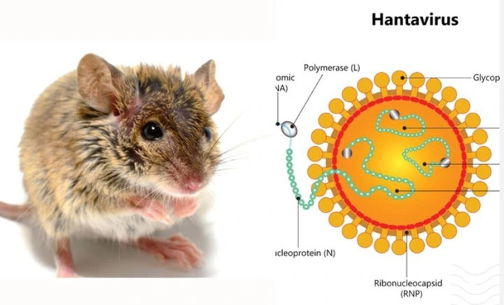 virus hanta